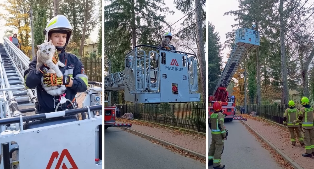 Strażacy uratowali kota w Pomiechówku (fot. OSP Pomiechówek)