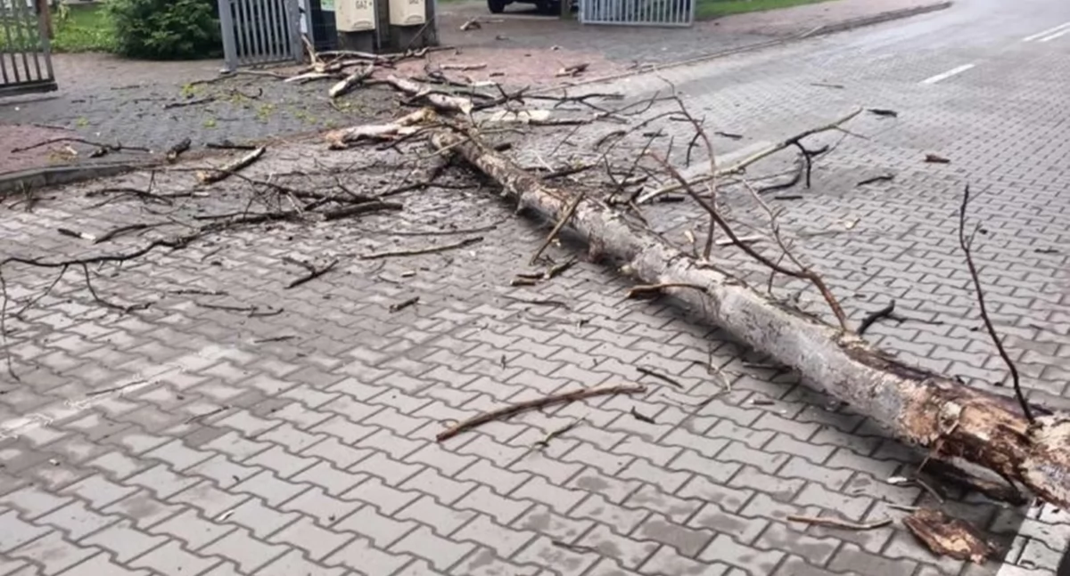 Drzewo przewrócone na drogę (zdjęcie ilustracyjne, fot. KP PSP w Legionowie)