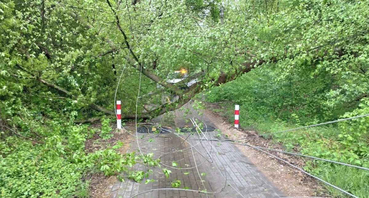 Powalone drzewo na ulicę Parowa Okólna w Zakroczymiu (fot. OSP Zakroczym)
