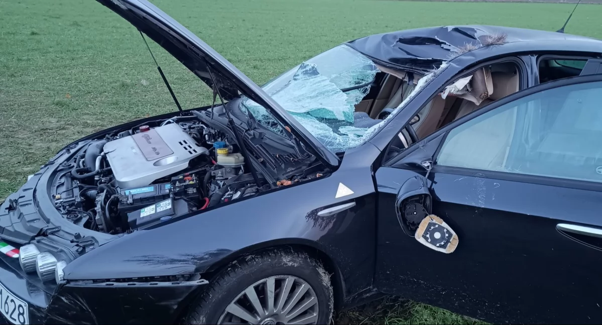 Zderzenie auta osobowego z łosiem w Falbogach Borowych (fot. OSP Pomiechówek)