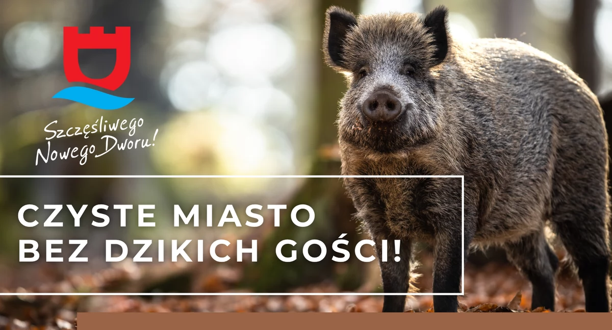 Aktualności , Dwór Mazowiecki Dzików mieście coraz więcej! Rusza akcja odstraszania - zdjęcie, fotografia