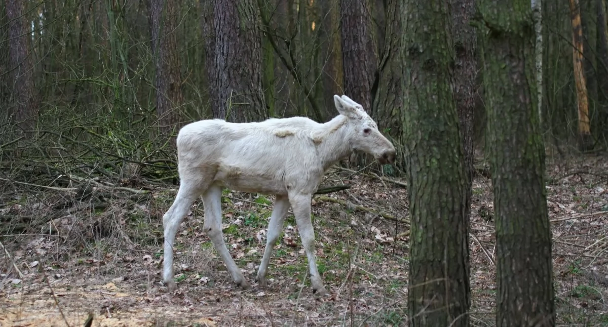 fot. Kampinoski Park Narodowy/Facebook/Włodzimierz Puchalski