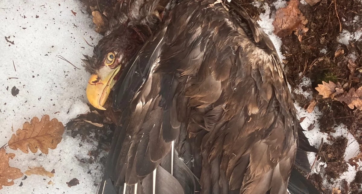 Aktualności , Bielik gminy Czosnów czeka powrót zdrowia Potrzebna pilna pomoc mieszkańców - zdjęcie, fotografia