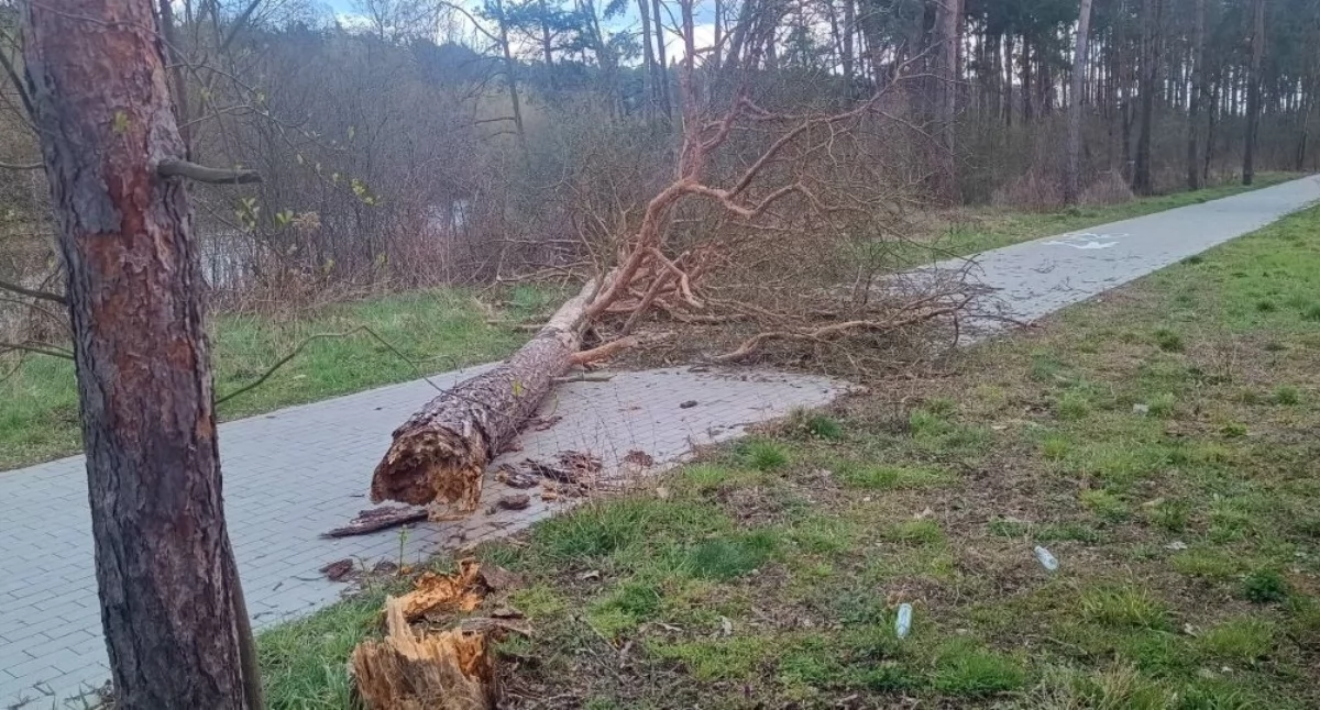 Zdjęcie: Powalone drzewo, fot. OSP Pomiechówek/Facebook (zdjęcie ilustracyjne)