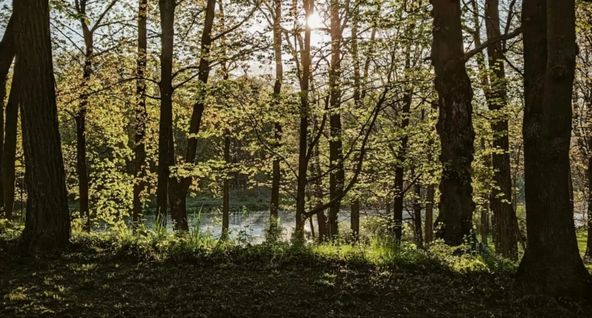 zdjęcie ilustracyjne (fot. www.pexels.com)