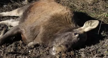 Zakroczym. Zderzenie auta ciężarowego z łosiem w Henrysinie na modernizowanej trasie S7. Utrudnienia drogowe w miejscu kolizji trwały cztery godziny