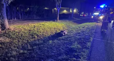 Czosnów. Zderzenie samochodu osobowego z łosiem na trasie S7 w Łomnie