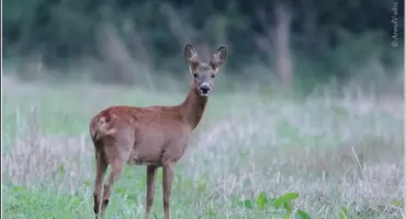 Nasielsk. Ranna sarna na posesji w Nowych Pieścirogach. Zwierzę udało się złapać i przekazać pod opiekę lekarza weterynarii