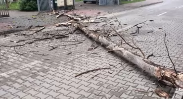 Powiat. Silny wiatr łamał i przewracał drzewa w ciągu ostatniej doby. Strażacy odnotowali kilka interwencji usuwając skutki niebezpiecznych zdarzeń