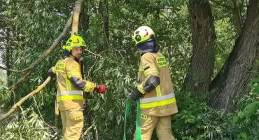Czosnów. Drzewo runęłoby na drogę i inne drzewo. Strażacy przez dwie godziny walczyli z zagrożeniem przy Brzozowej w Adamówku